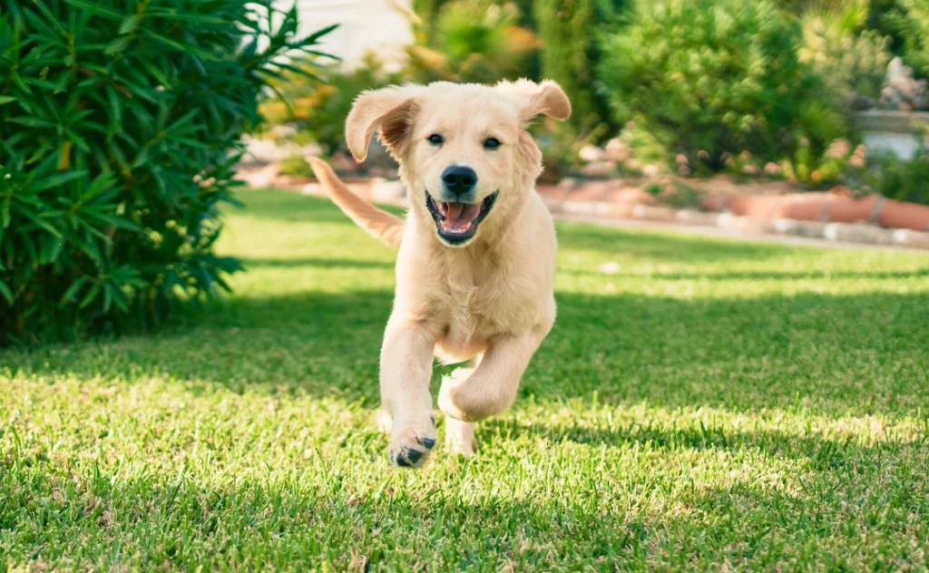 Golden Retriever